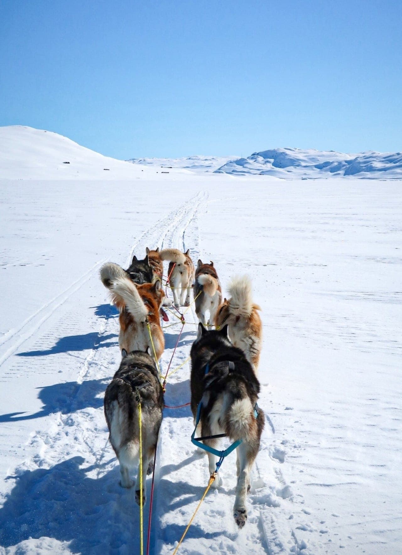 Alaskan Malamute valper