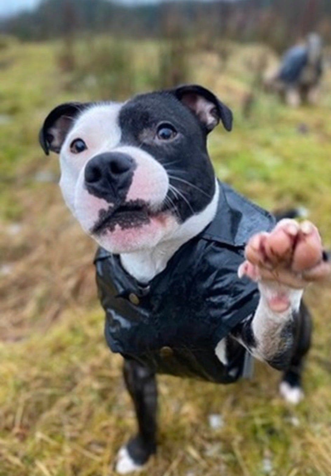 Staffordshire bull terrier søker deltidshjem