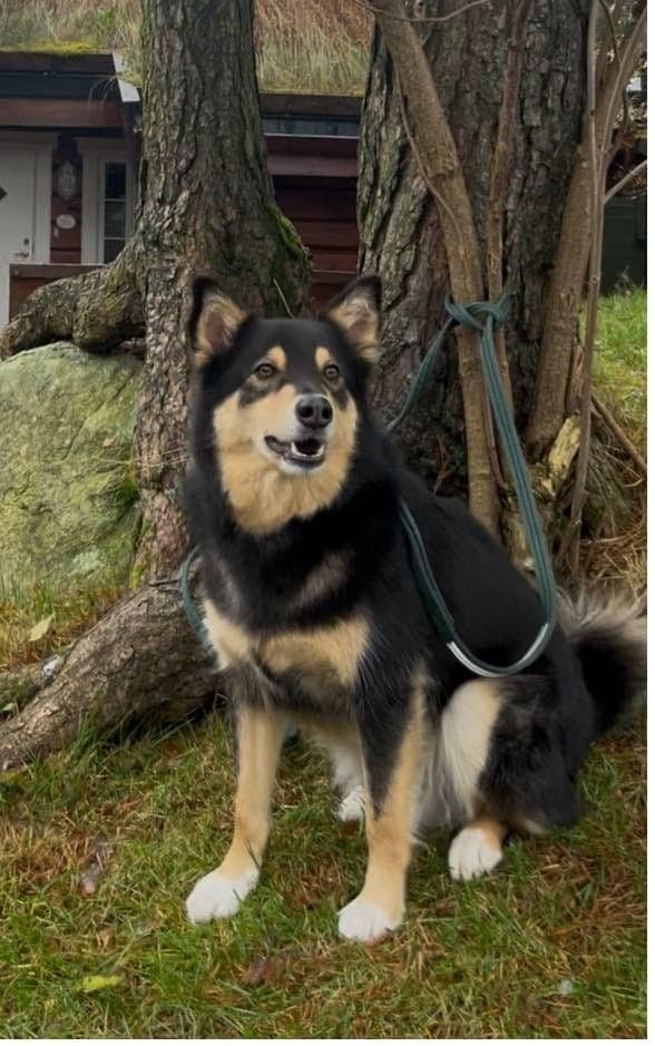 Lapsk Vallhund hann 3 år m/NKK reg