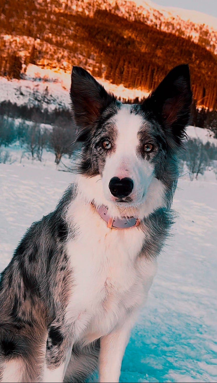 Border collie VURDERES omplassert