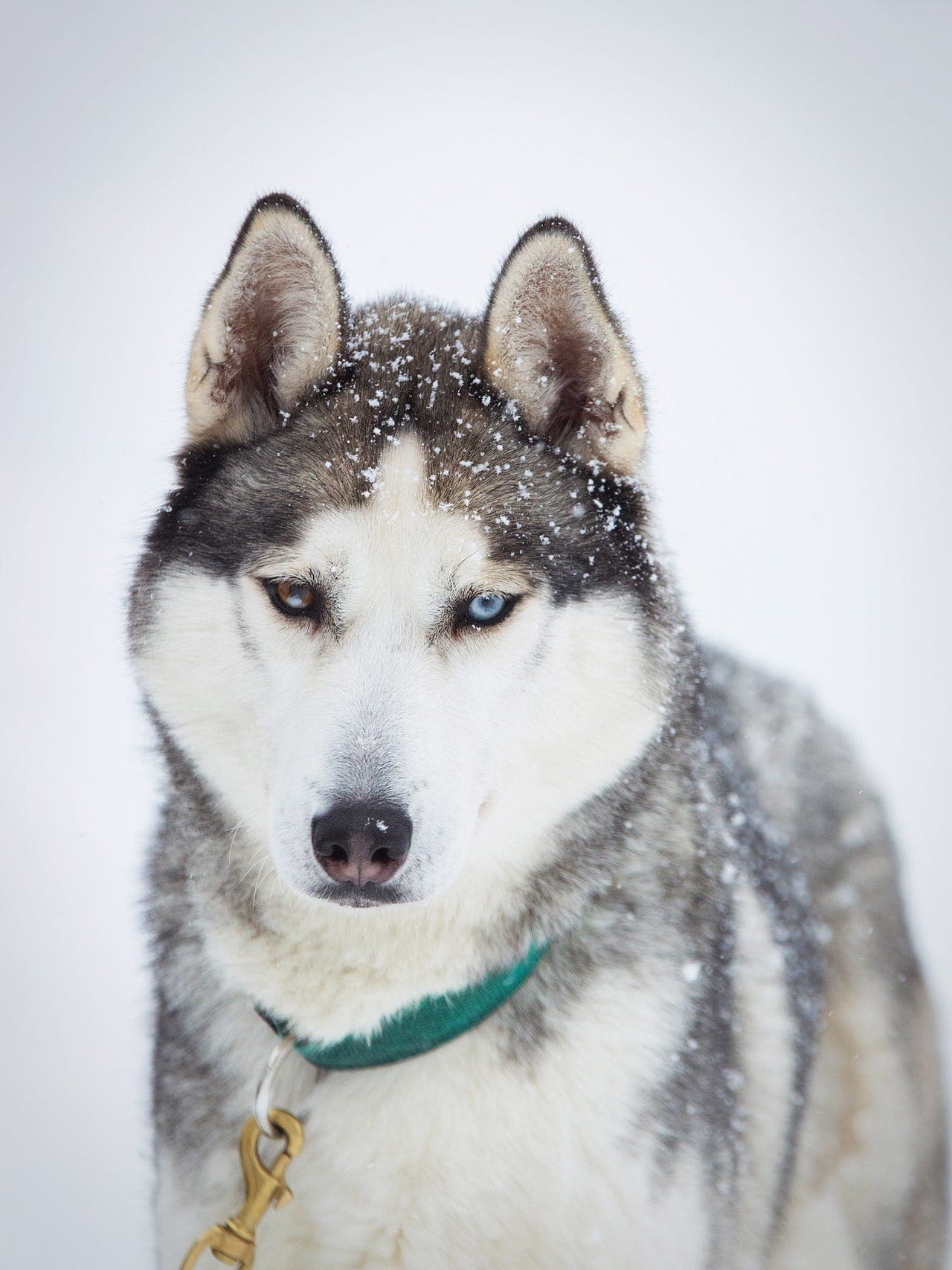 Siberian husky valper