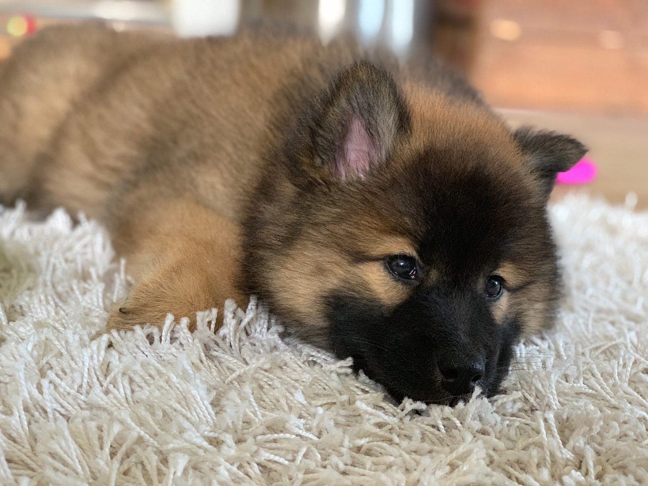 Eurasiervalper ventes i april