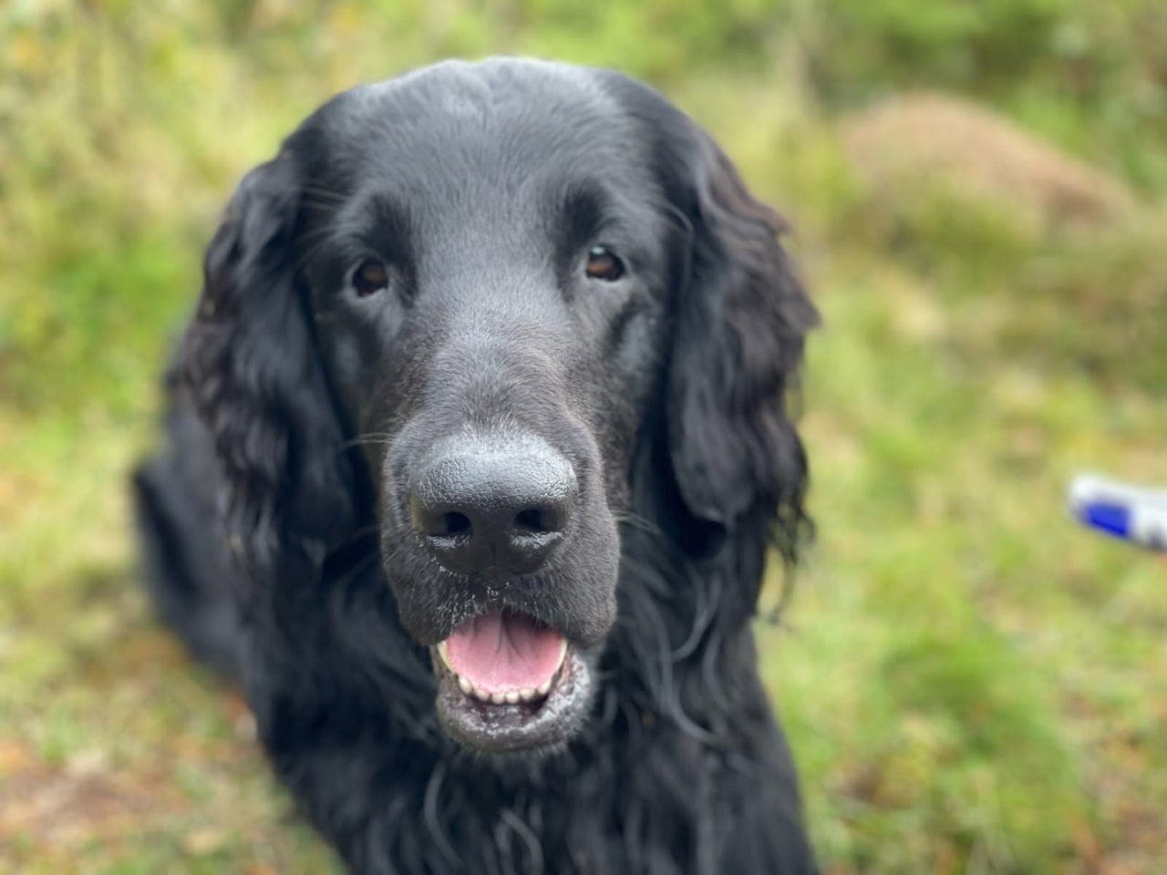 Flatcoated retriever, hann, 4 år,