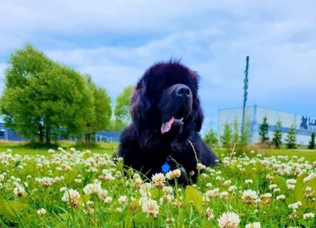 Newfoundlandshund, kastrert hann, 2 1/2 år,