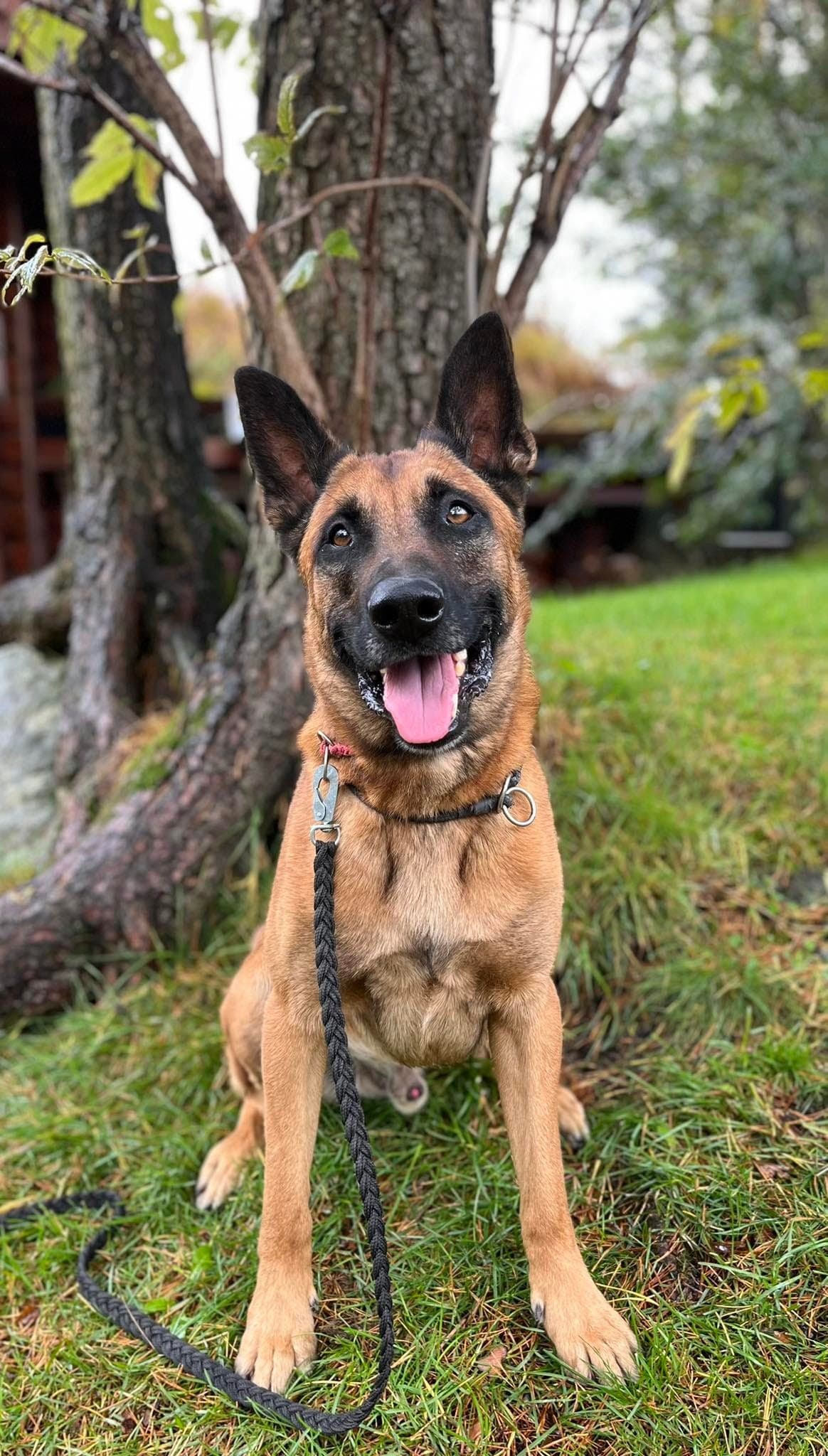 Malinois hann 3 år u/NKK reg