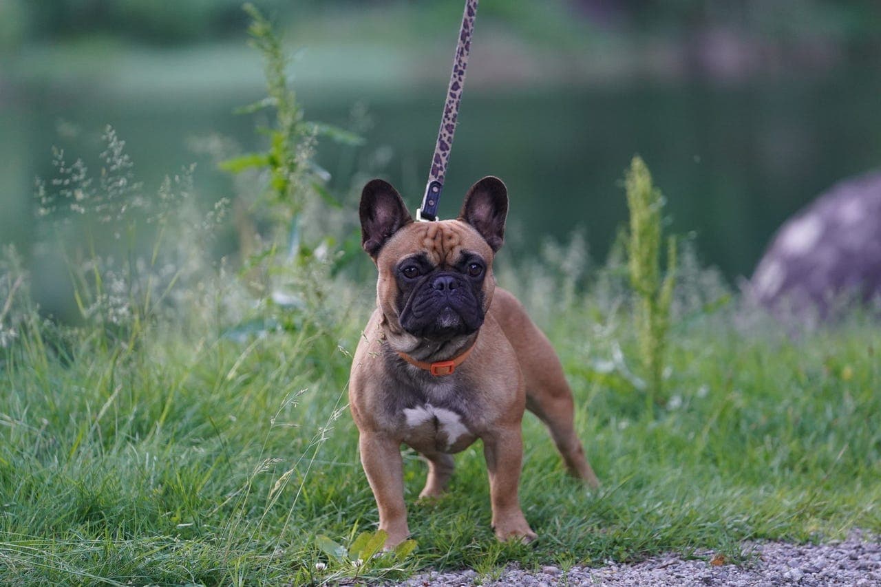 Fransk bulldog gutt