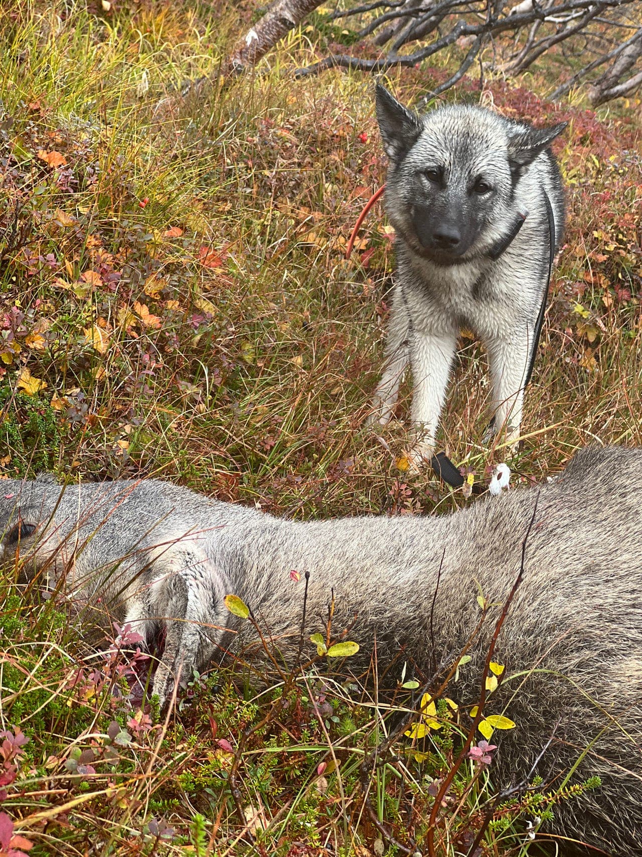 Norsk elghund grå