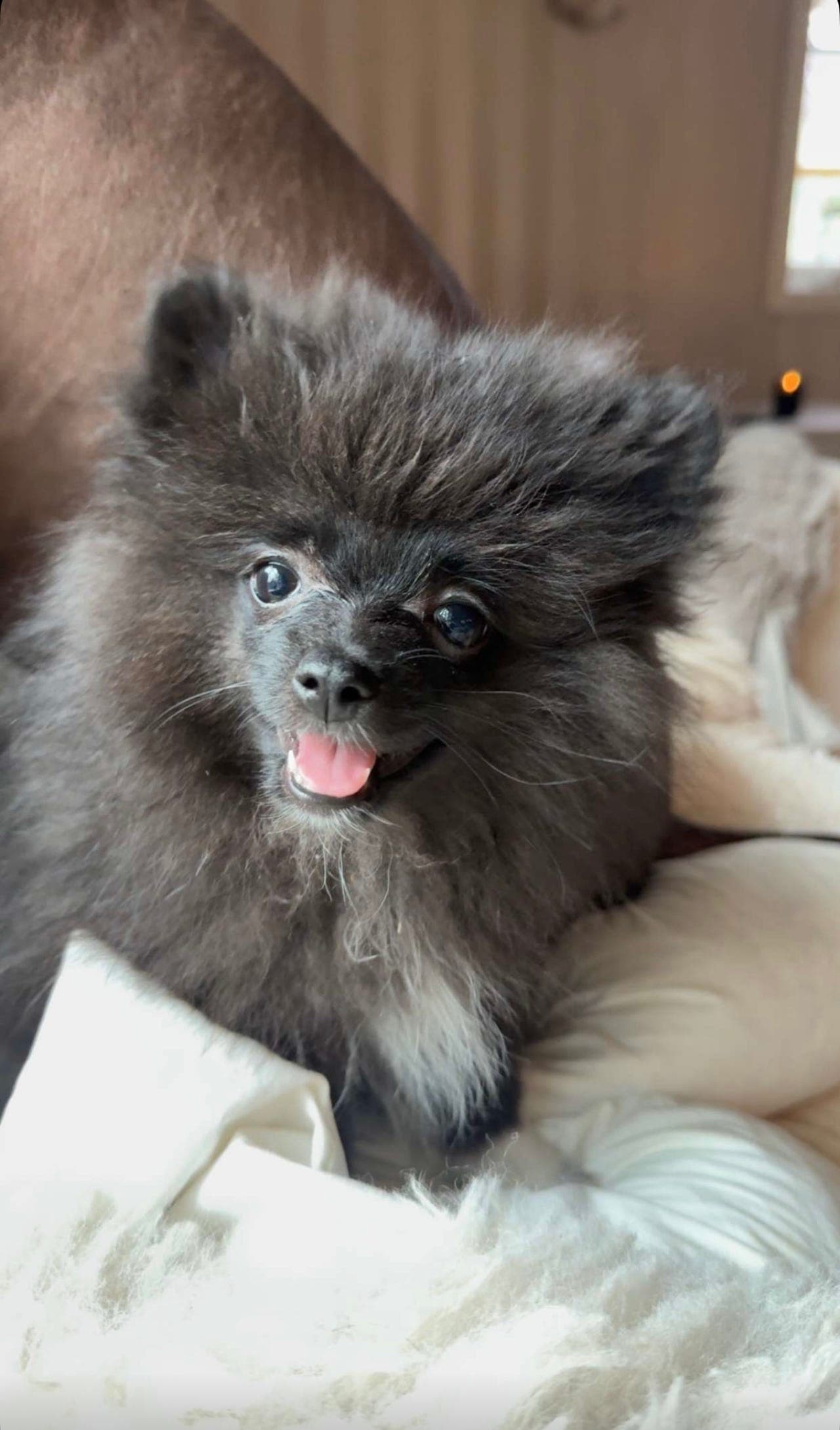 Nydelig svart Pomeranian valp til salgs 🖤