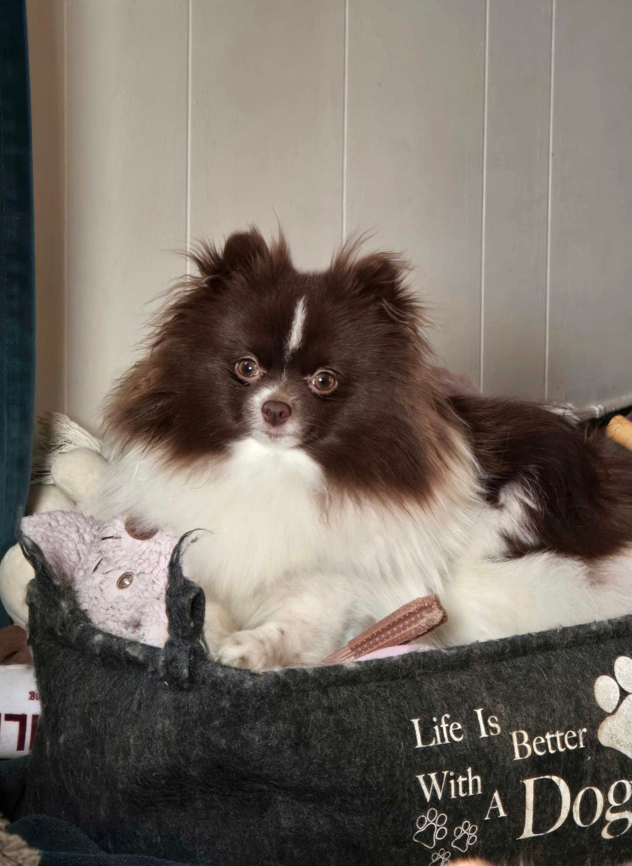 Pomeranian unghund søker nytt hjem