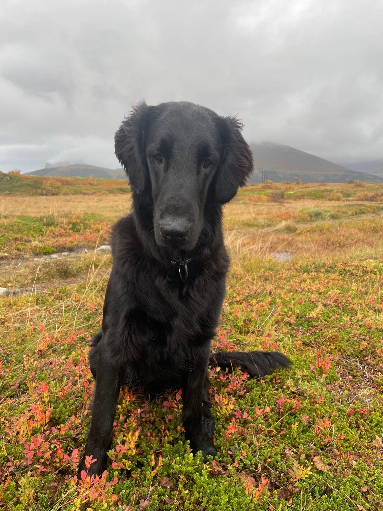 Søker avlasning for vår flat coated