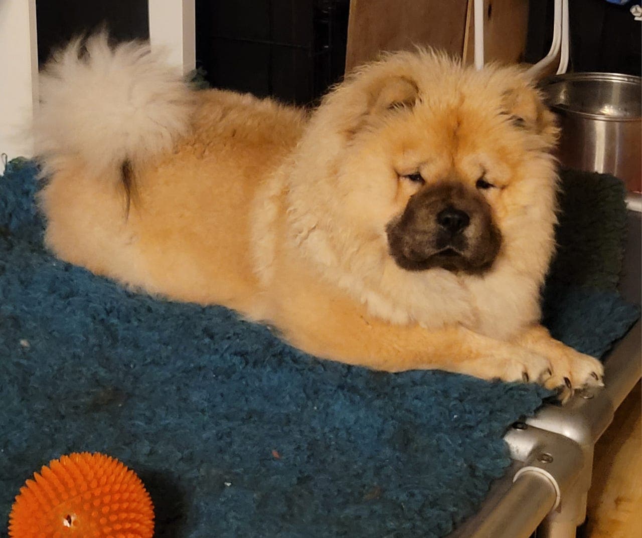 Chow Chow tispe nkk reg