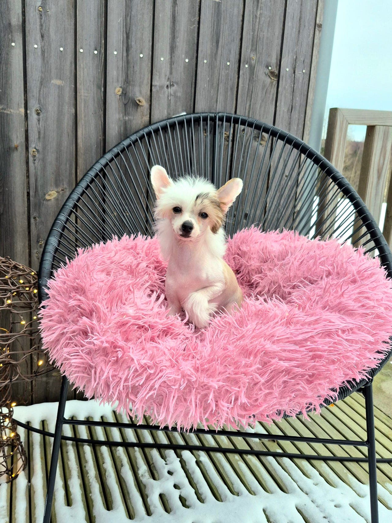 🩷 Ledig liten jente valp 🩷