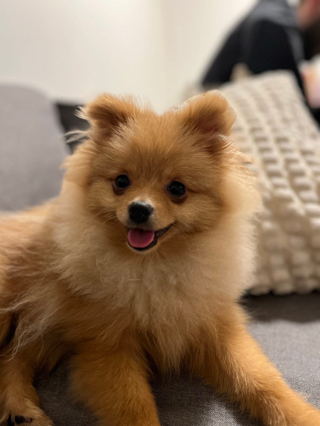 Pomeranian Valp /hannhund