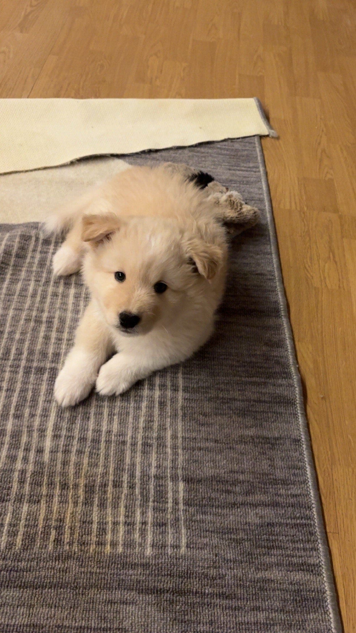 2 finsklapphund valper