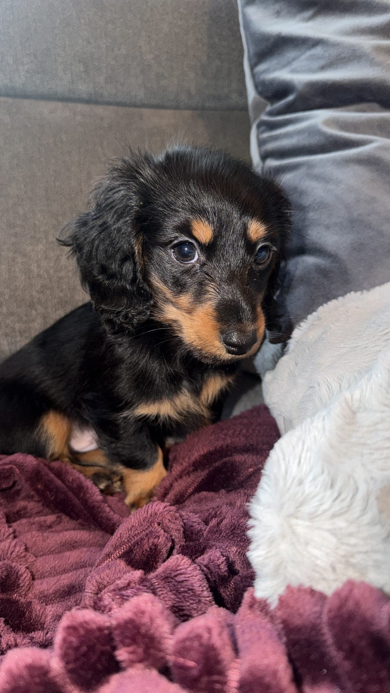 Nydelig langhåret mini dachs tilsalgs