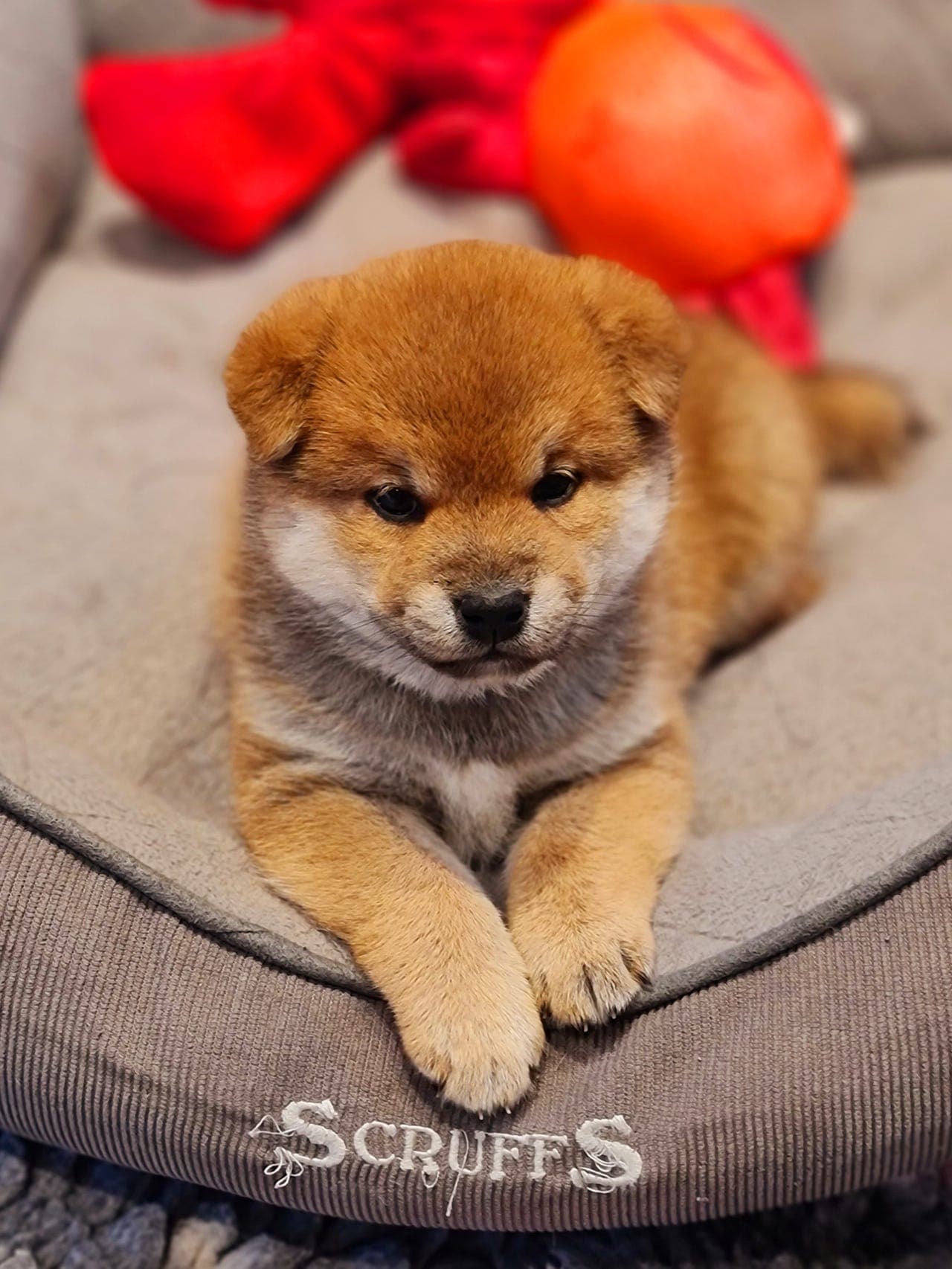 Shiba inu valper