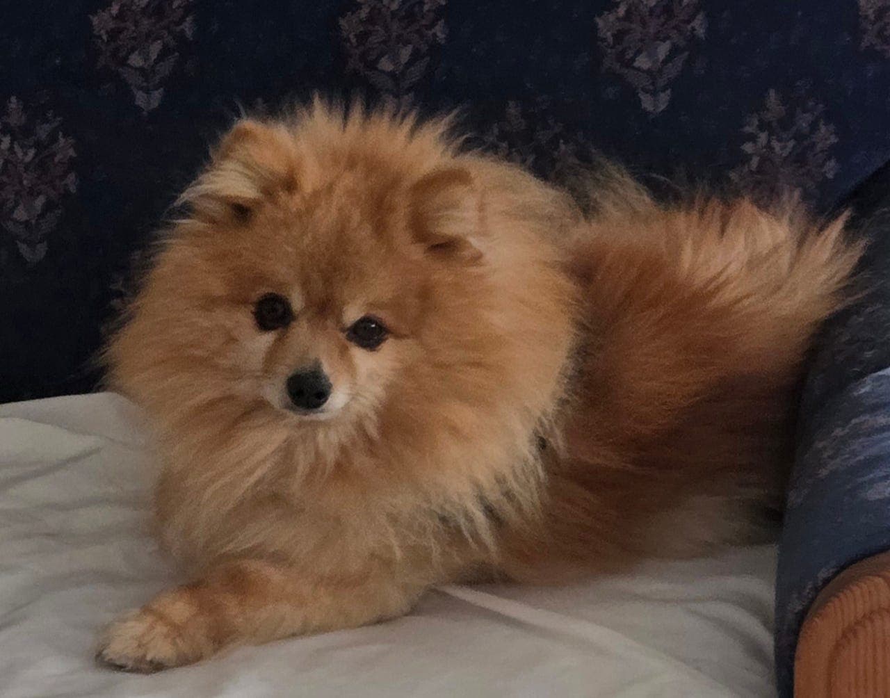 Pomeranian hann