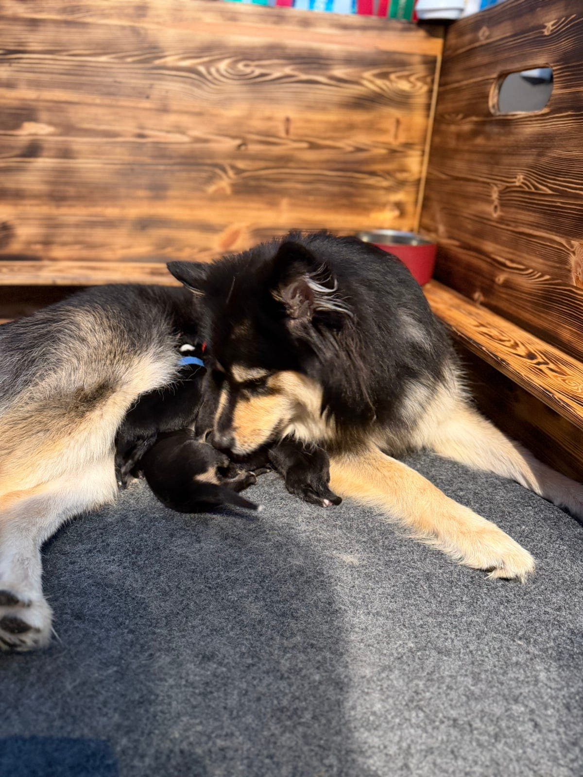 Ledige finsk lapphund valper // Toiveikas