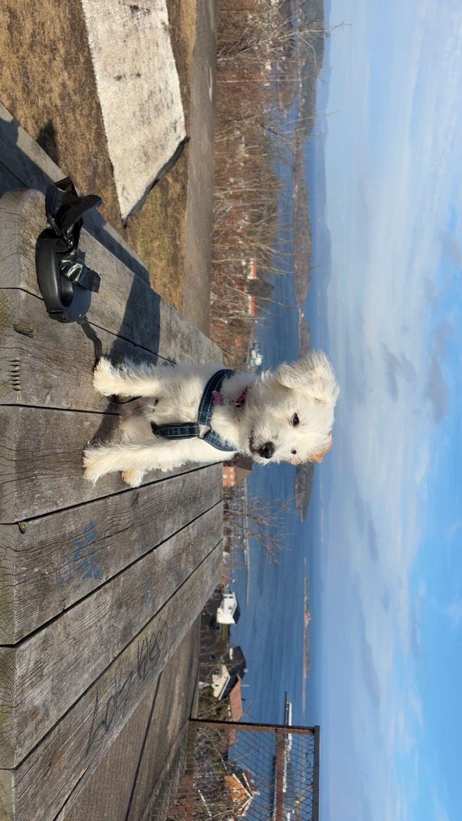 Avlastning🐶