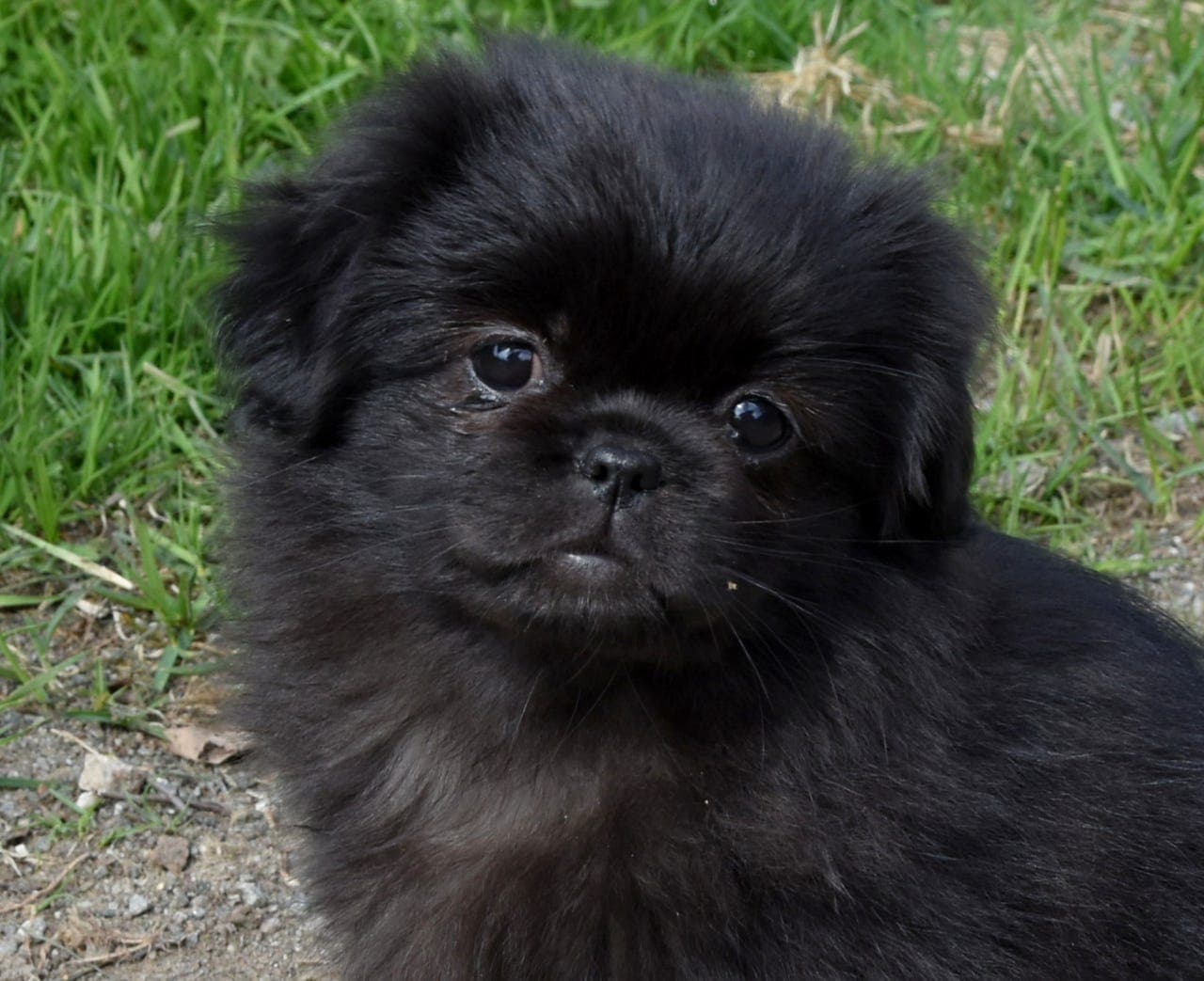 2 Tibetansk spaniel valper