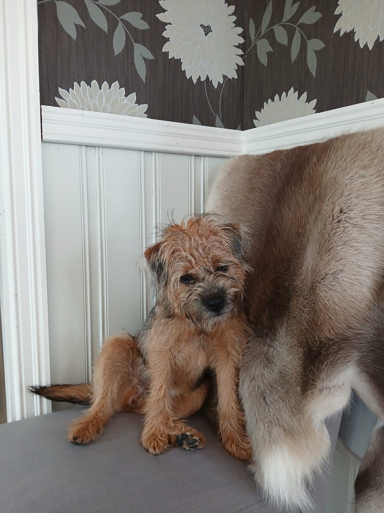 Border Terrier Tispe