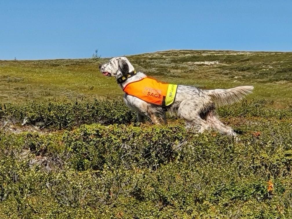 Engelsk setter valper til salgs