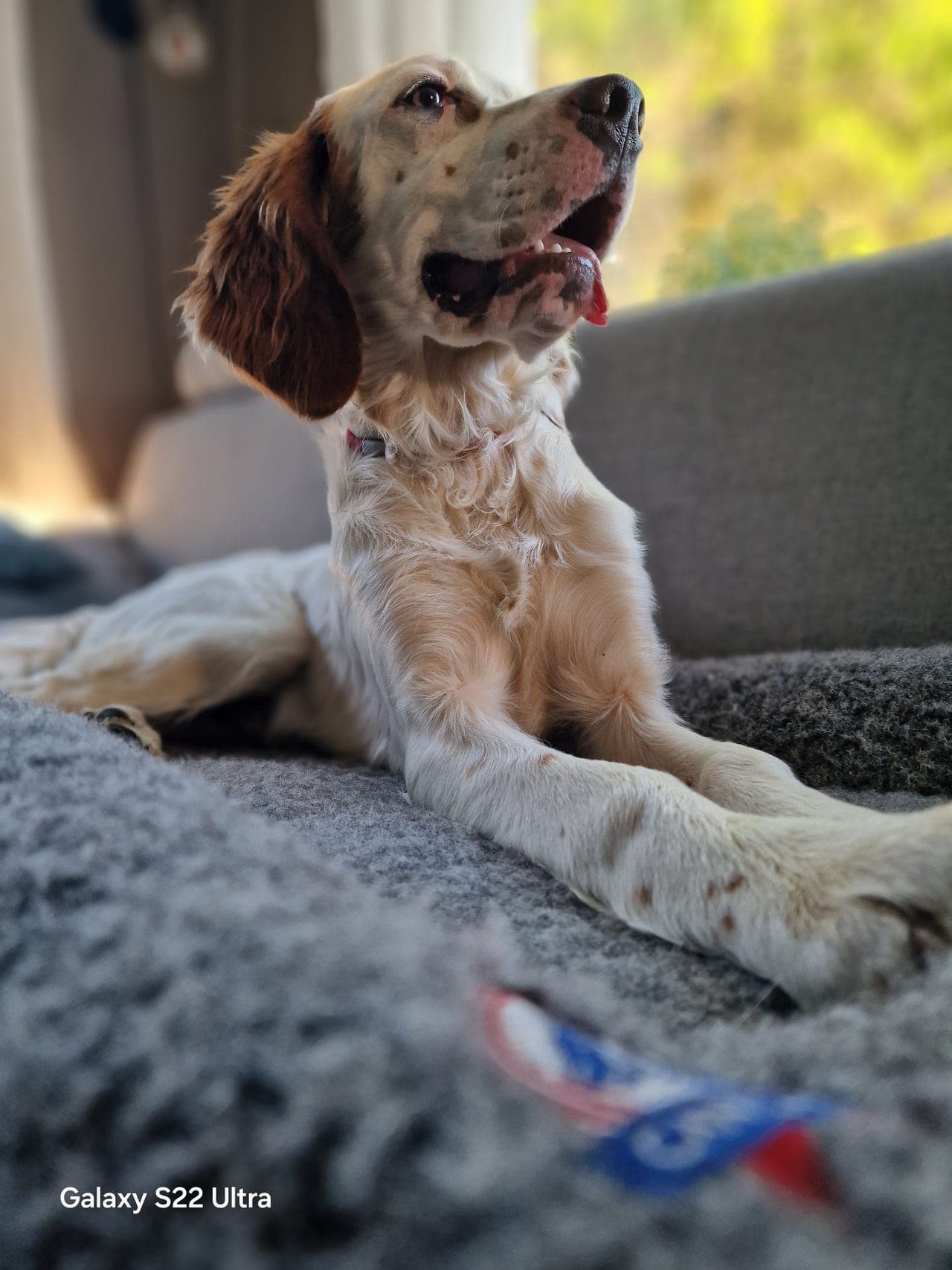Meget flott engelsk setter valp.