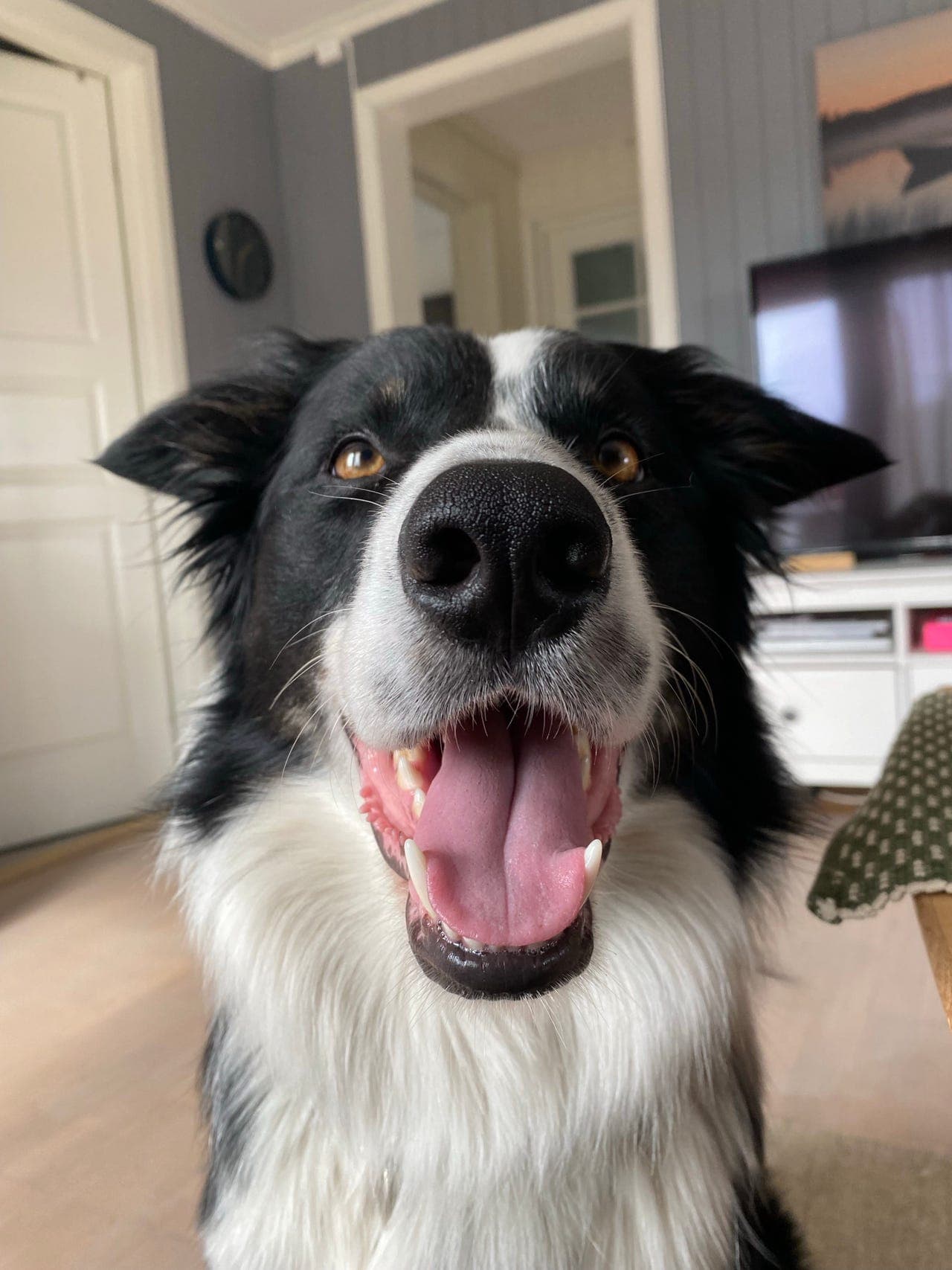 Border collie vurderes solgt