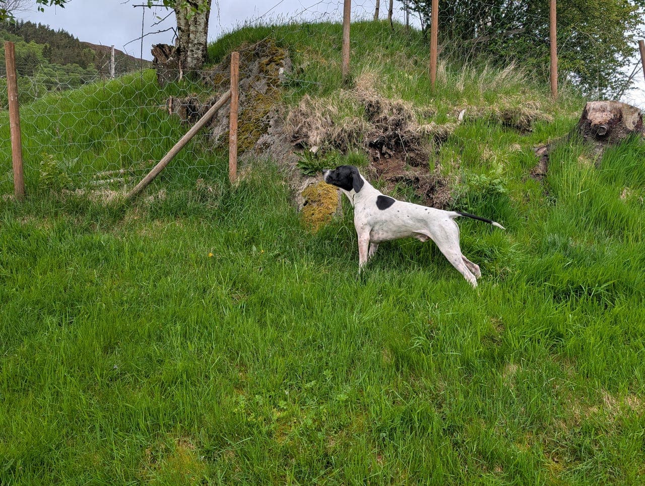 Omplasseres pointer hanne