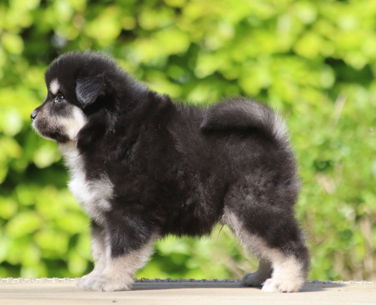 Fôrvert til finsk lapphund