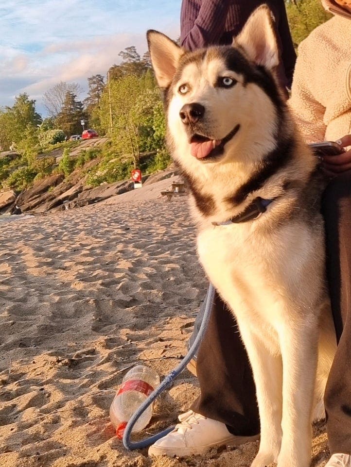 husky med blå øyne