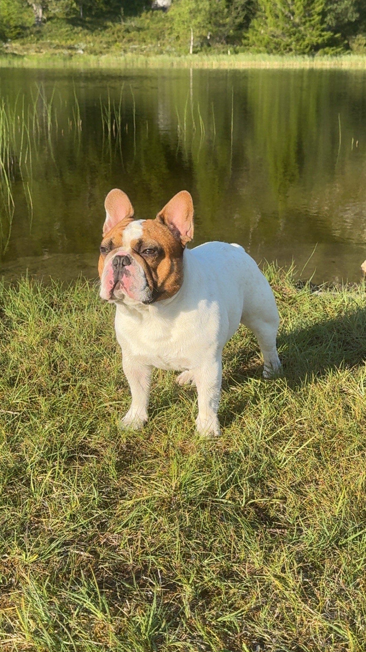Fransk bulldog omplasseres