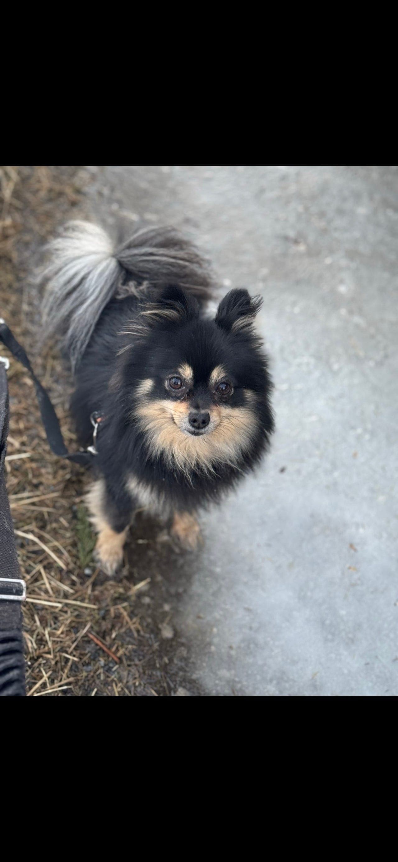 Pomeranian gutt, 4 år.