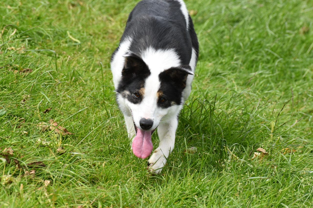 Trent border collie tispe