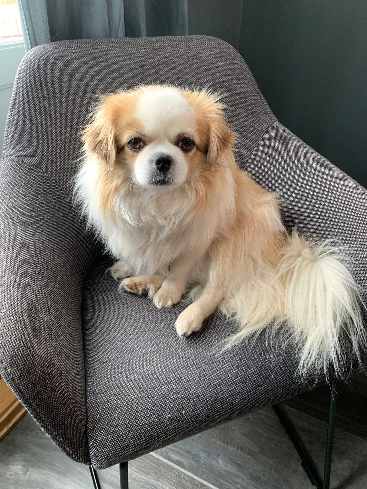 Tibetansk spaniel 9 år - omplassering