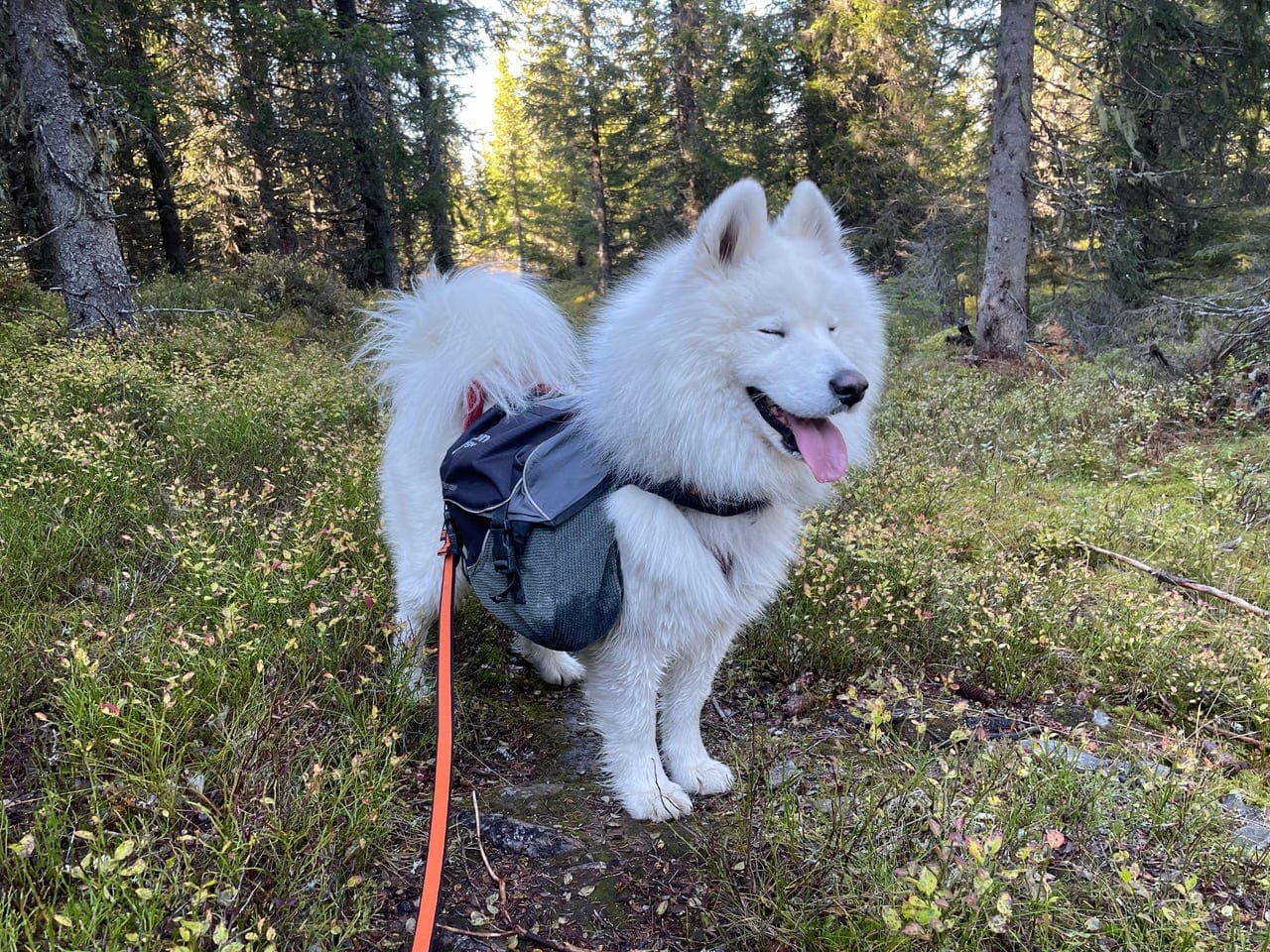 Samojed vurderes omplassert til riktig hjem