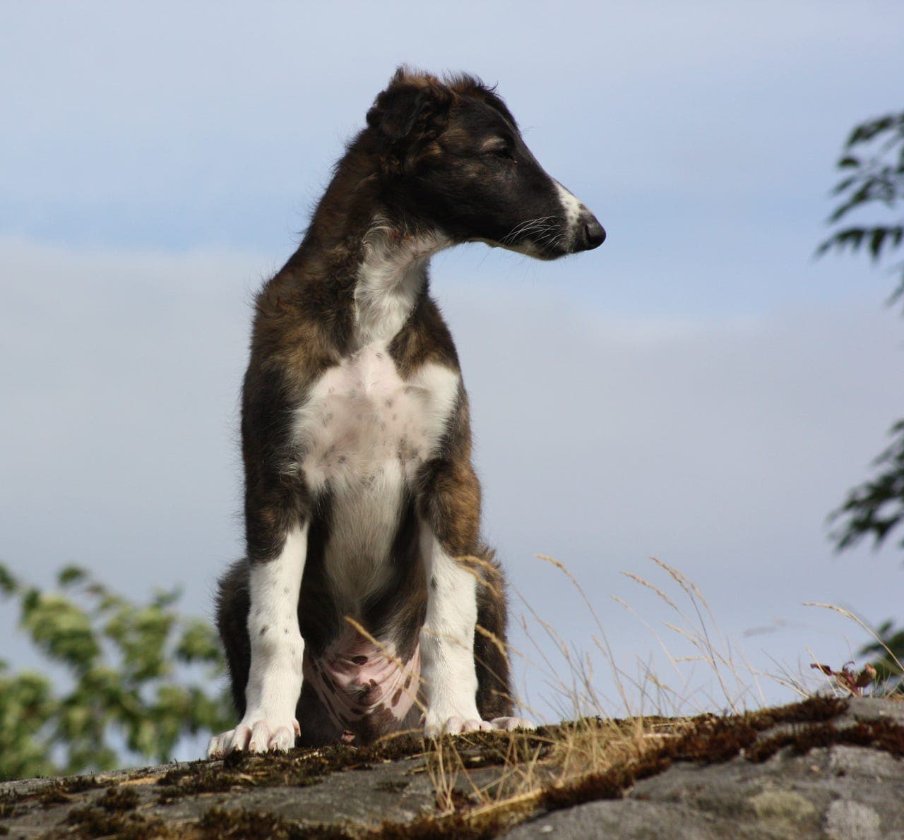 Borzoi valper