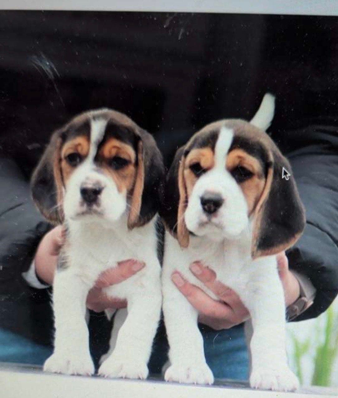 Beaglevalp