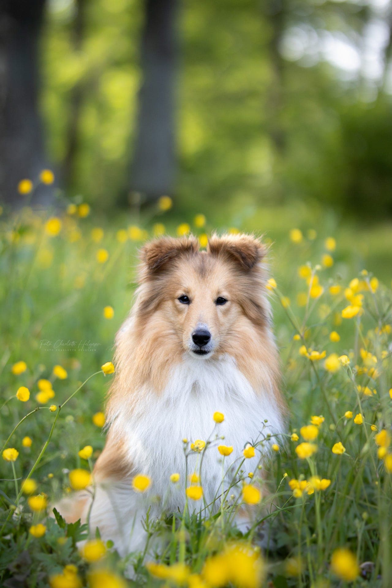 Fôrvert til shetland sheepdog tispe