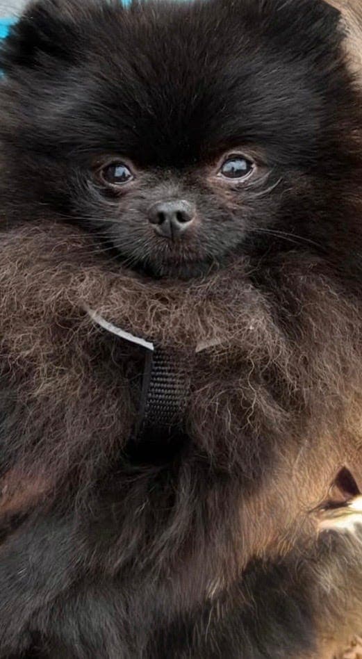 Pomeranian tispe