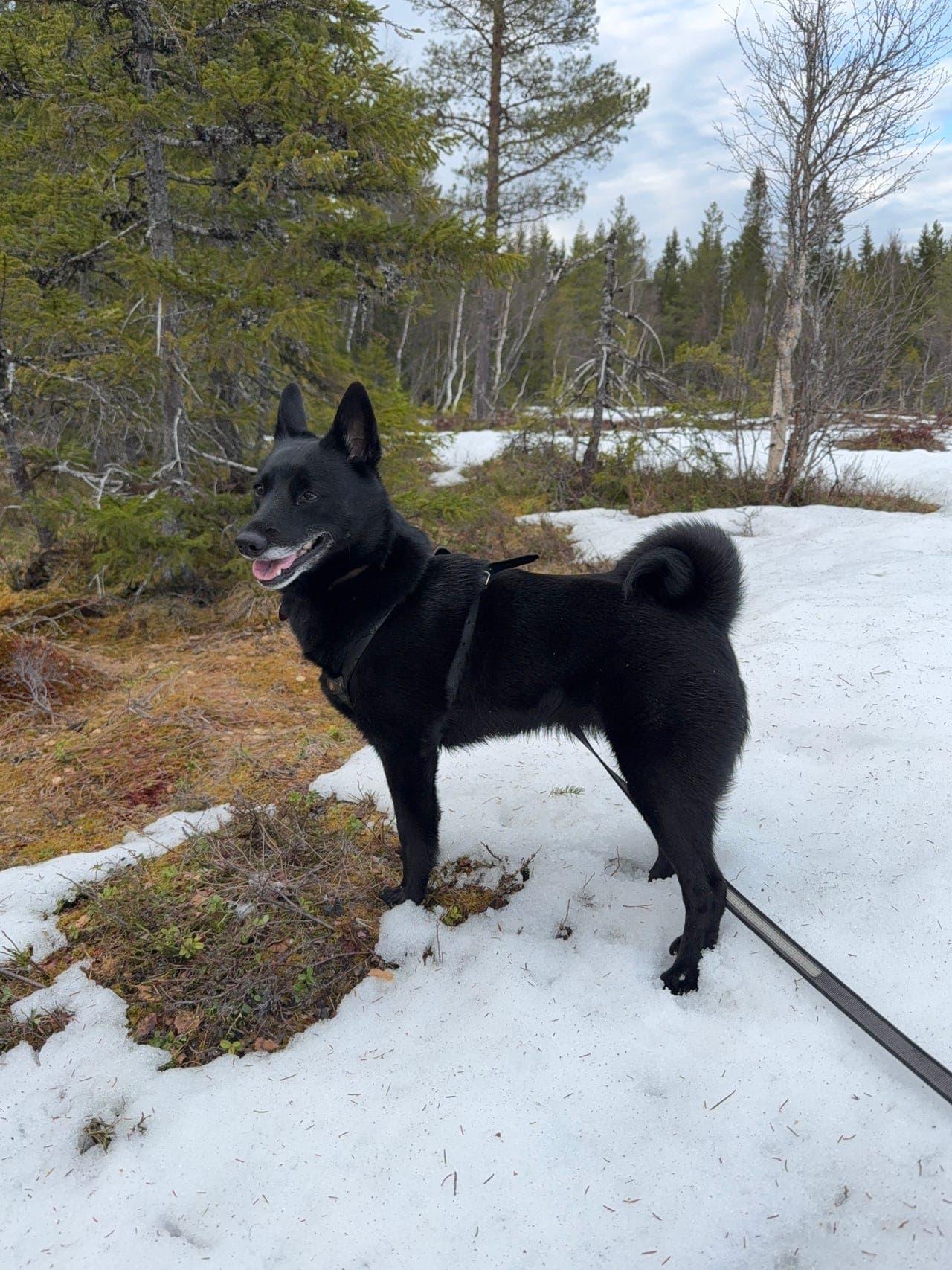 Norsk elghund sort