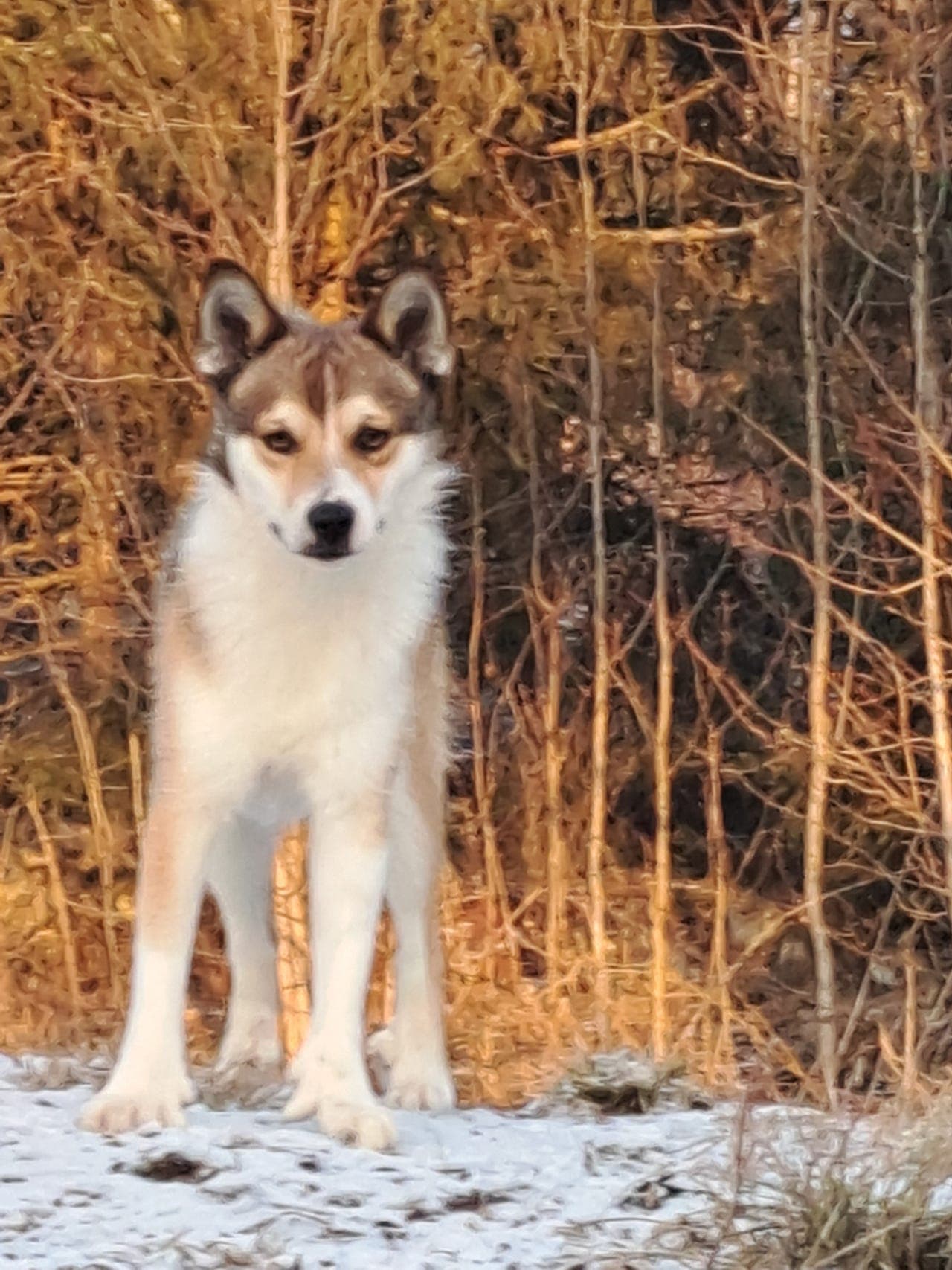 Norsk Lundehund valp