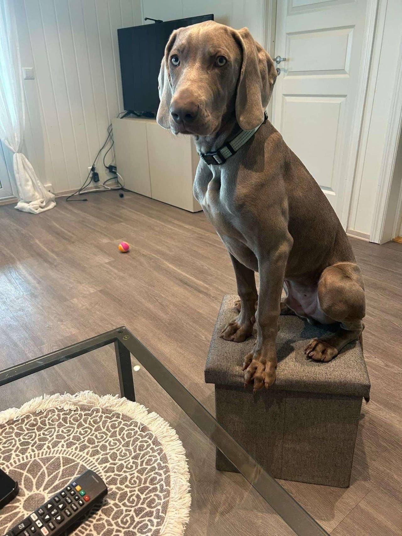 Weimaraner