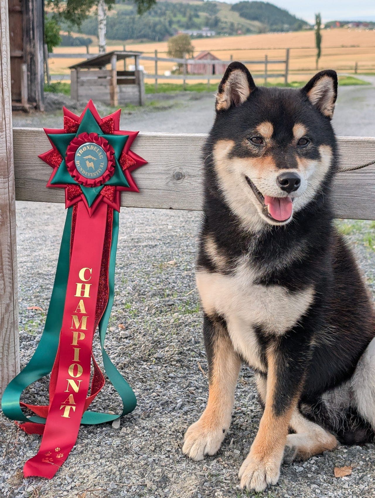 Shiba hannhund selges