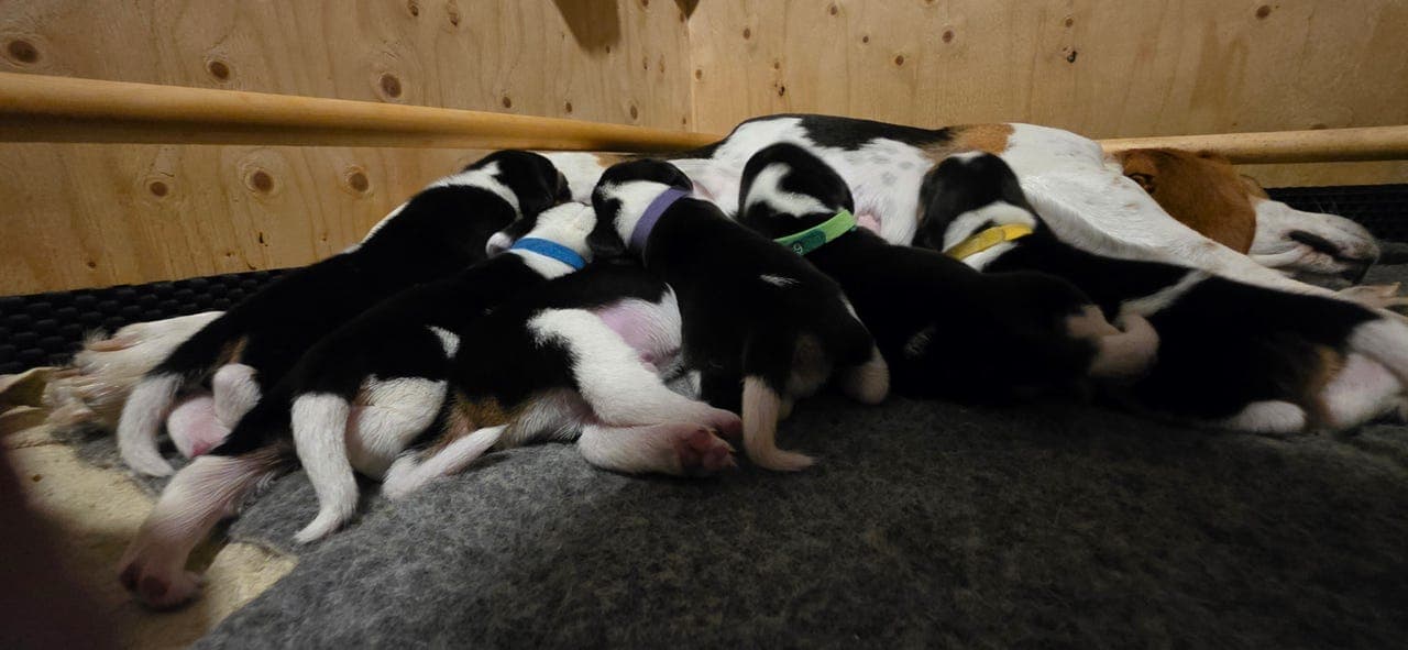 Beaglevalper