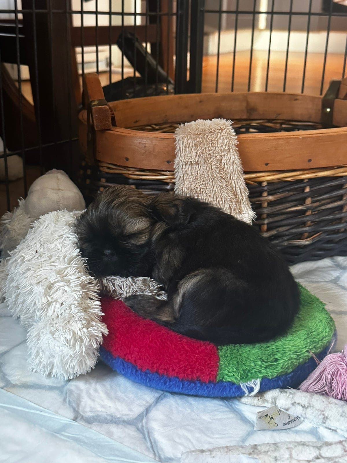 Shihtzu valper