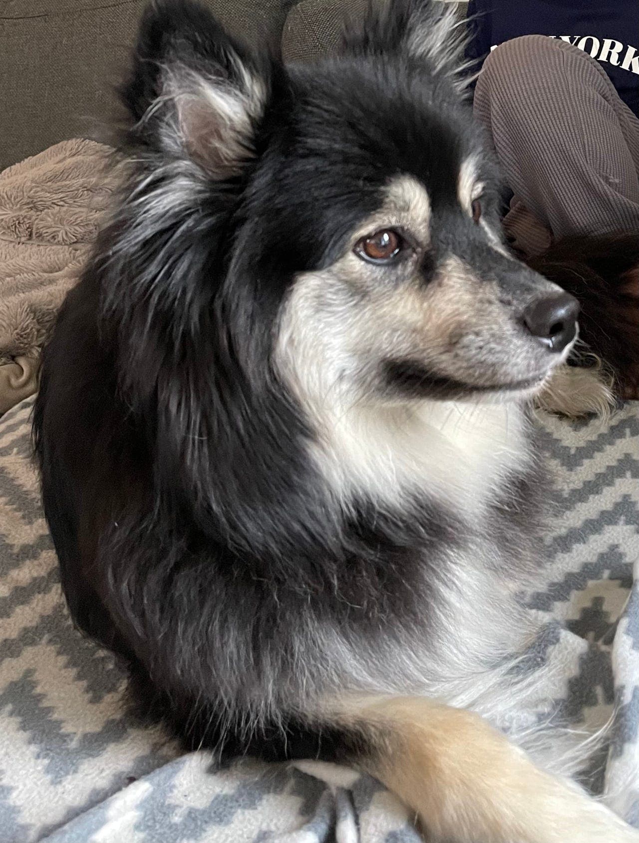 Finsk Lapphund
