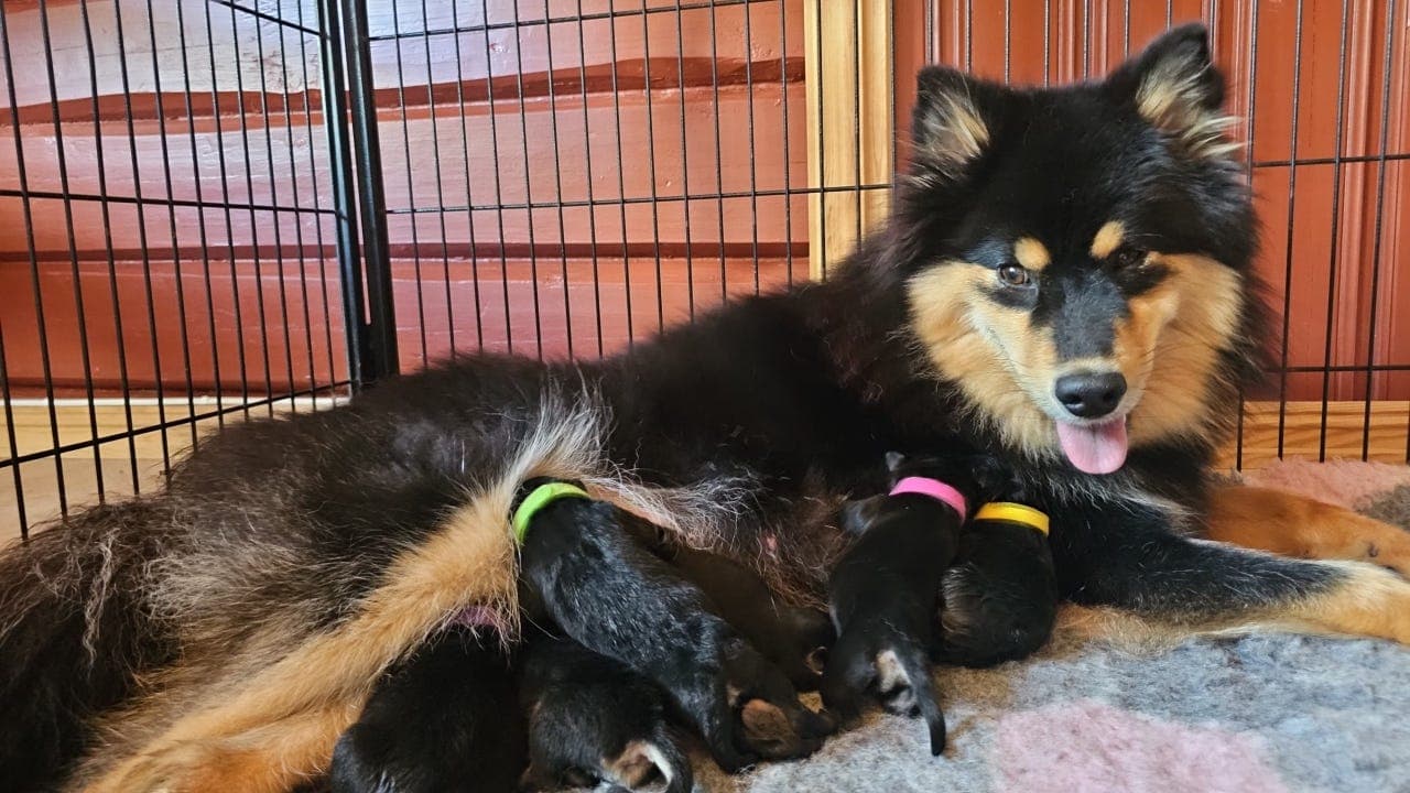 Finsk lapphund valper