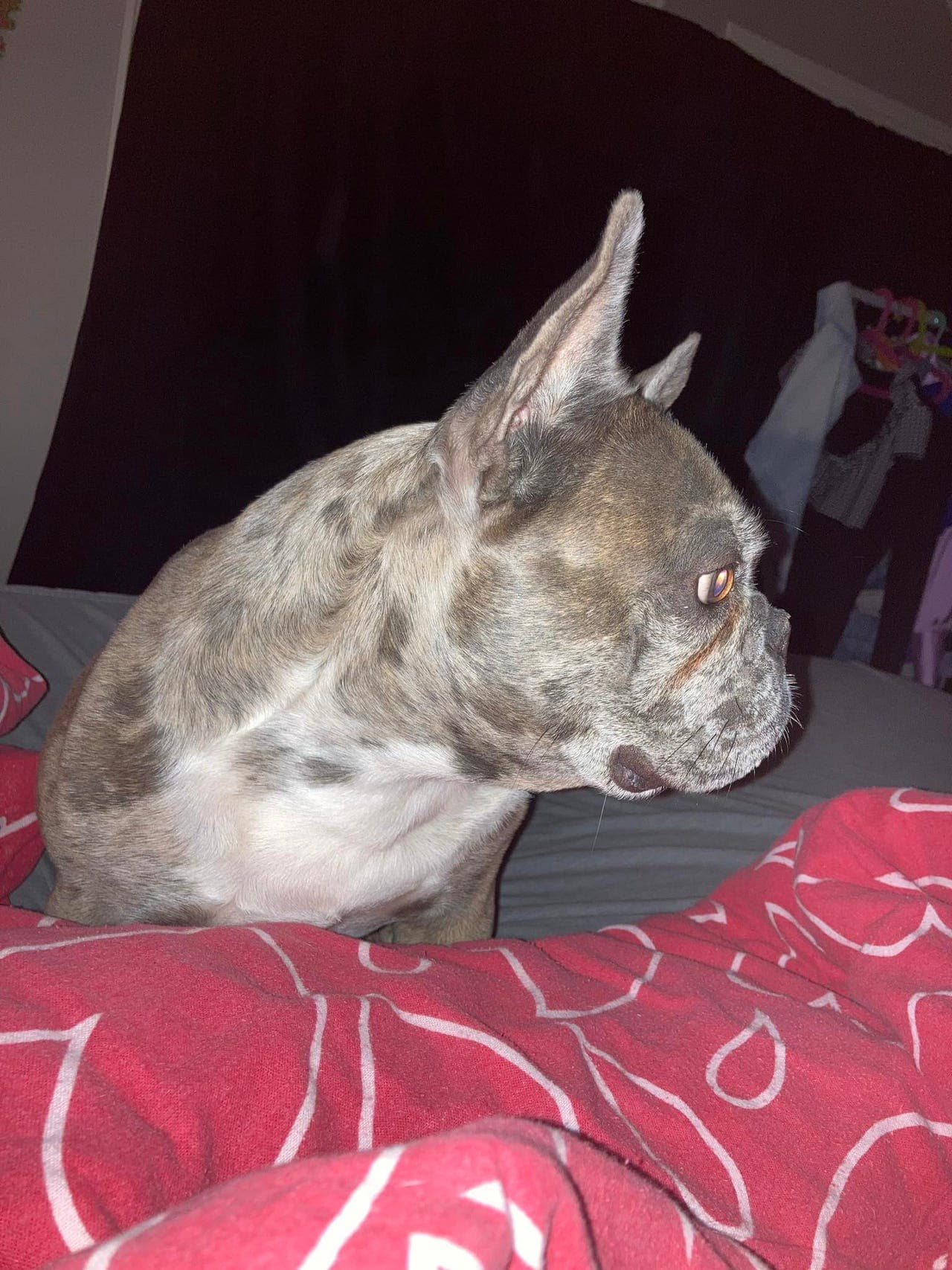 Fransk bulldog til salgs
