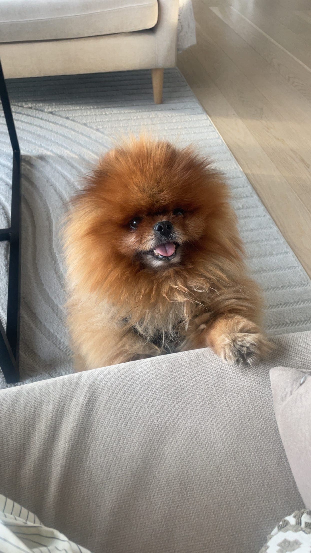 Pomeranian trenger ny familie